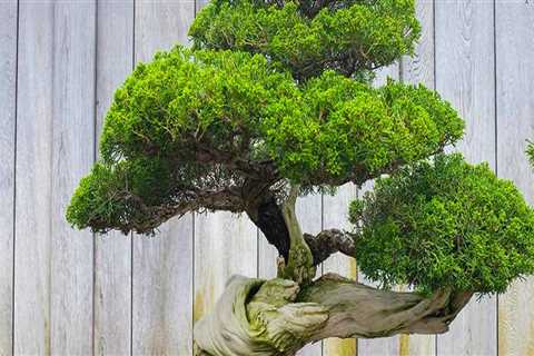 The Art of Bonsai: A Guide to Pruning and Shaping Bonsai Trees in Honolulu