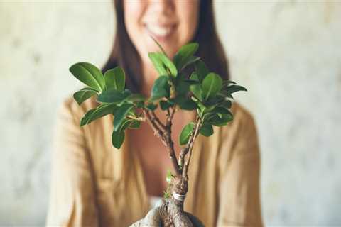 The Average Cost of Bonsai Trees in Honolulu