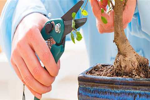 Avoid These Mistakes When Caring for a Bonsai Tree in Honolulu