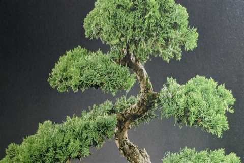 Exploring the Best Places to Buy Bonsai Trees in Honolulu