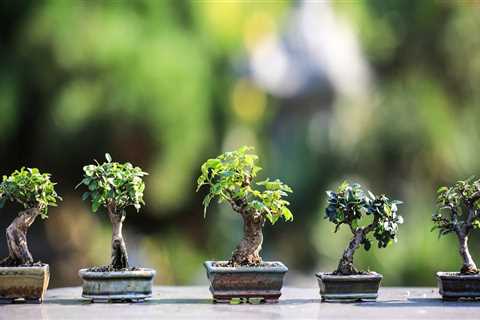 The Traditional Significance of Bonsai Trees in Honolulu Culture