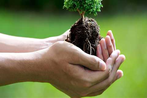 Caring for Bonsai Trees in the Honolulu Climate