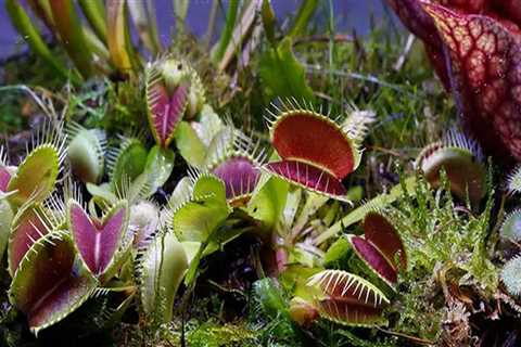 The Secret Life of Carnivorous Plants: A Closer Look at Their Lifespan