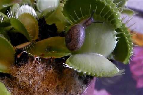 The Intriguing World of Carnivorous Plants: Exploring Their Predators