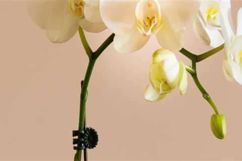 How to Care for Your Orchids During the Winter