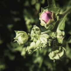 Pink Bud