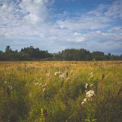 Meadow XXXIII