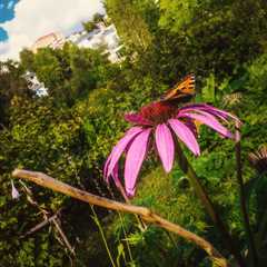 Autumn Garden Pispala