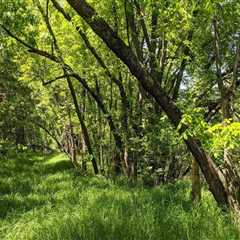 The Impact of Urbanization on Plant Conservation in Anoka County, MN