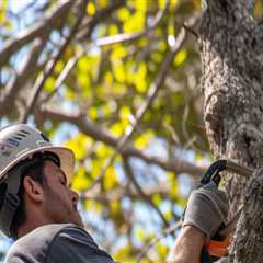 Growing A Healthy Belle Isle: Why Urban Forestry Relies On Professional Tree Services