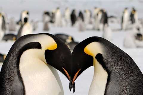 The Polar Retrospective – New conservation status for emperor penguins, eDNA to monitor marine..