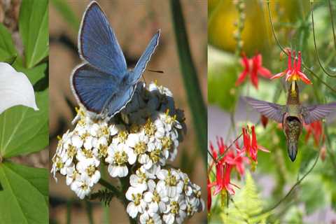 Creating a Pollinator-Friendly Garden in King County, Washington