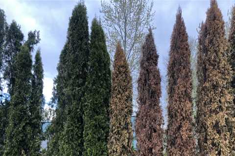 Expert Tips for Successful Gardening in King County, Washington