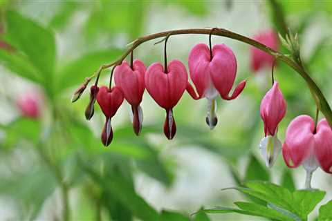 Discovering the Flora of King County, Washington