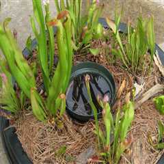 Feeding Your Plants And Your Soil: The Importance Of Mulch For Carnivorous Plants In Northern..