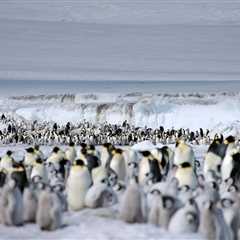 Emperor penguin populations are declining twice as fast as predicted