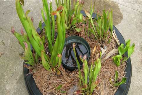 Feeding Your Plants And Your Soil: The Importance Of Mulch For Carnivorous Plants In Northern..