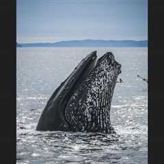 The Polar Retrospective – Competition for krill, new influence Arctic sea ice formation and..