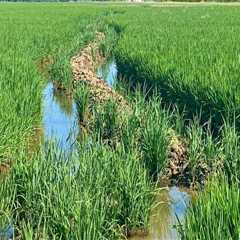 The Process of Obtaining a Farm Loan in Southern Mississippi