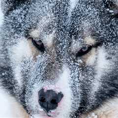 Greenland Sled Dogs Reveal a Millennia-Old Story