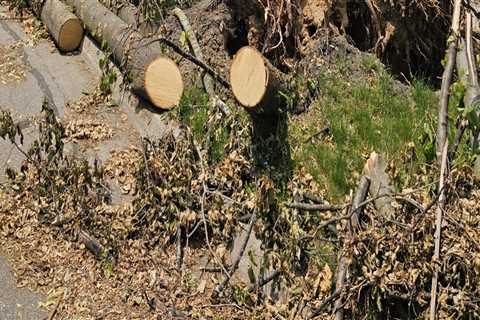 Urban Forestry In Action: The Impact Of Tree Companies In Kalamazoo, MI