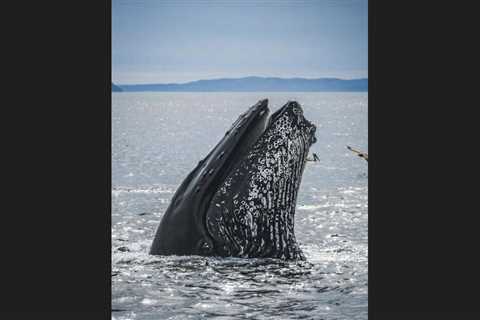 The Polar Retrospective – Competition for krill, new influence Arctic sea ice formation and..
