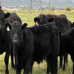 The Thriving Livestock Industry in Salt Lake County, Utah