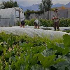 Supporting Farmers in Salt Lake County, Utah: An Expert's Perspective