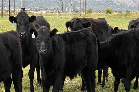 The Thriving Livestock Industry in Salt Lake County, Utah
