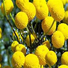 Gardening in Pinal County, Arizona: The Dos and Don'ts