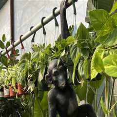 Expert Tips for Gardening in Pinal County, Arizona: A Guide to Thriving in the Sonoran Desert