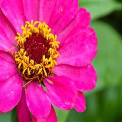 Gardening in Pinal County, Arizona: Tips for a Thriving Garden