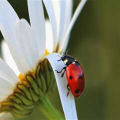Attracting Beneficial Insects to Your Pinal County, Arizona Garden: Tips from an Expert