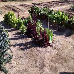 Expert Tips for Creating a Lush Shady Garden in Pinal County, Arizona