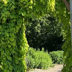 Discovering the Enchanting Gardens of Wilder, Kentucky