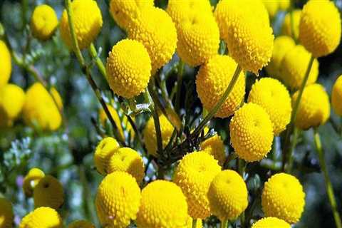 Gardening in Pinal County, Arizona: The Dos and Don'ts