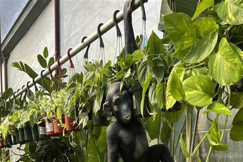 Expert Tips for Gardening in Pinal County, Arizona: A Guide to Thriving in the Sonoran Desert