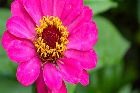 Gardening in Pinal County, Arizona: Tips for a Thriving Garden