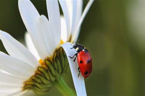 Attracting Beneficial Insects to Your Pinal County, Arizona Garden: Tips from an Expert
