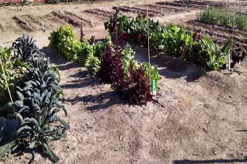 Expert Tips for Creating a Lush Shady Garden in Pinal County, Arizona