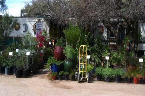 Gardening on a Budget in Pinal County, Arizona: Tips from an Expert