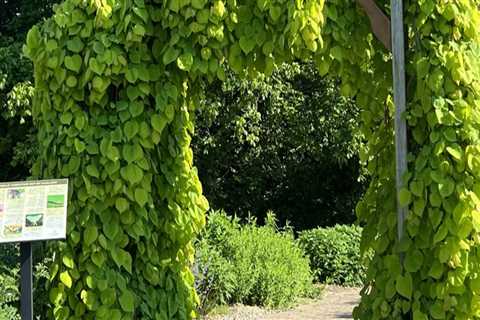 Discovering the Enchanting Gardens of Wilder, Kentucky