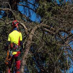 Understanding the Risks of Over-Trimming: Can Tree Trimming and Pruning Cause Damage or Death?