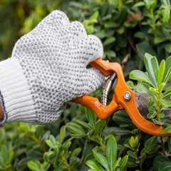 Essential Tools for Effective Tree Trimming and Pruning