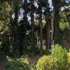 Exploring Alternatives to Traditional Tree Trimming and Pruning Methods