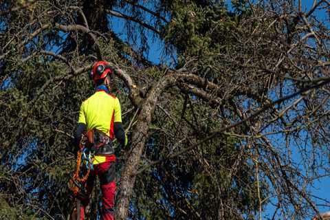 Understanding the Risks of Over-Trimming: Can Tree Trimming and Pruning Cause Damage or Death?
