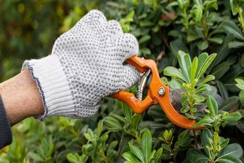 Essential Tools for Effective Tree Trimming and Pruning
