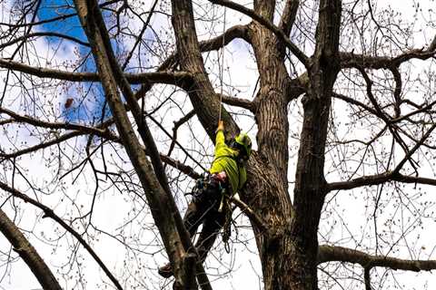 The Ultimate Guide to Tree Trimming and Pruning: Techniques, Tips, and Best Practices