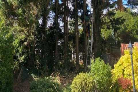 Exploring Alternatives to Traditional Tree Trimming and Pruning Methods