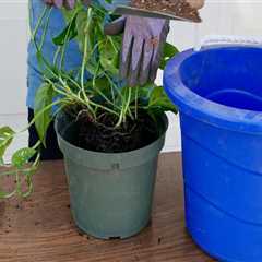 Choosing the Right Soil for Thriving Indoor Plants